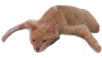 Nsfw Conyent Warning Sounds - Voicy