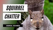 Squirrel SFX 19