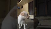 Puppy Sound 