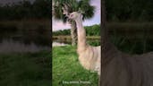 Male Emu Grunting 