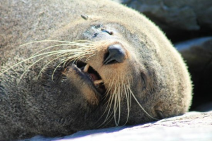Snoring Seal