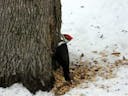 Woodpecker Pecking on Tree