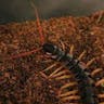 Listen to a Centipede's Footsteps