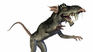rat laugh