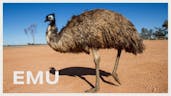 Emu Call