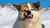 Dog Snarling