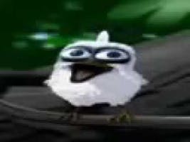 screaming bird