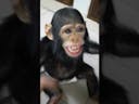 African Chimpanzee Sound