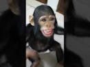 African Chimpanzee Sound