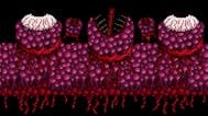 Terraria Wall Of Flesh Leech Burp