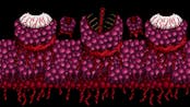 Terraria Wall Of Flesh Leech Burp