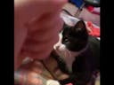 Today i'm playing rock paper scissor with my cat - meme