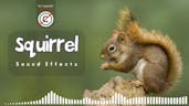 Squirrel SFX 5 