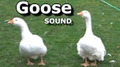 Goose call