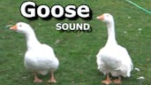 Goose call