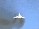 Concorde Sonic BOOM