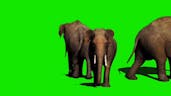 elephant green screen effect