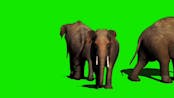 elephant green screen effect
