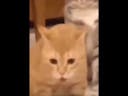 Cat throwing up vine