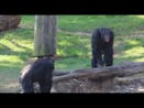 Group Of Chimpanzee Sound