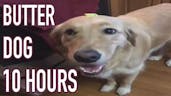 Butter Dog (20 Seconds)