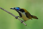 YELLOW-FACED HONEYEATER