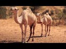Camel SFX