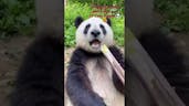 Panda Eating Sound