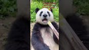 Panda Eating Sound