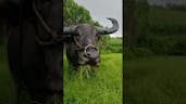 Buffalo Eating Grass Sound