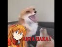 ANTA BAKA