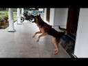 Dog barking German Shepherd 