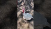 Baby Turkey Calling 