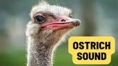 Ostrich 18