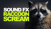 Raccoon mewing