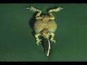Tungara frogs mating call 