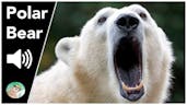 Angry Polar Bear