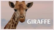 Giraffe 7