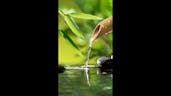 Relaxing Music Bamboo Water Fountain 