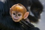 Golden-Headed Lion Tamarin