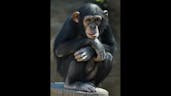 Chimpanzee Sound 6