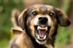 Dog Snarling