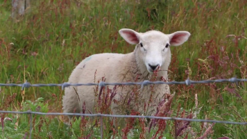 Official Sheep Sound Effects Soundboard - Voicy Official Sheep Sound Effects Soundboard - Voicy