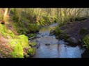 Water Stream in the River  (Background Sound Effect)