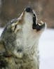Wolf howling human stimulation 