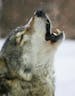 Wolf howling human stimulation 