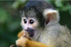 Squirrel Monkey