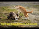 Cat Fight SFX 16