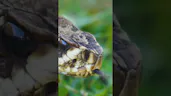 Snake Sounds and Sound Effects - Voicy