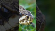 Snake Hissing Sound